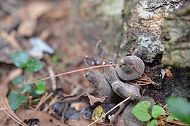 Xylaria polymorpha (628068).jpg