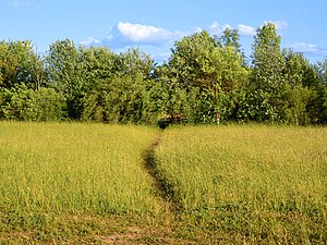 Årstafältets natur innan den grävdes bort, juni 2018.