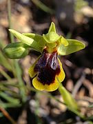 Ophrys blitopertha