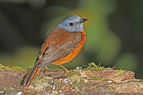 Amber mountain rock thrush (Monticola sharpei erythronotus)