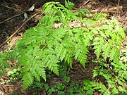 花茎の立つ前の葉