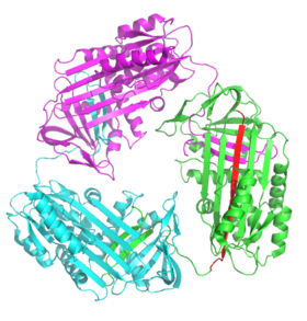 Un trímero de serpina de dominio intercambiado. O RCL de cada monómero está inserido na súa propia estrutura (mostrada en vermello no monómero verde). (PDB 3T1P)