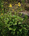 Arnica latifolia