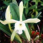 Brassavola glauca Rhyncholaelia glauca