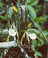 Brassavola nodosa