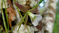 Brassavola ceboletta