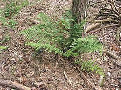 Brede stekelvaren plant (Dryopteris dilatata).jpg