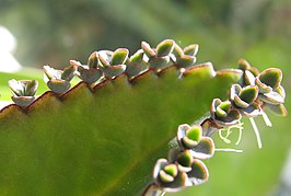 Kalanchoe daigremontiana