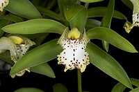 Cymbidium hookerianum