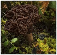 Conifer false morel- Gyromitra esculenta (7320510562).jpg