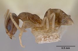 Doleromyrma darwiniana