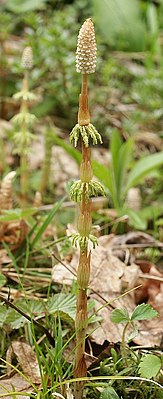 (Equisetum sylvaticum)