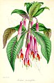 Fuchsia serratifolia