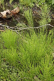 mezei zsurló (Equisetum arvense)