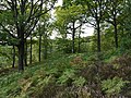 Forest of Rambouillet