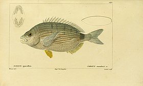 Lámina de Sparus annularis (= Diplodus annularis), na Histoire naturelle des poissons, de Georges Cuvier