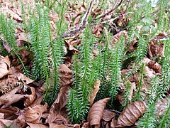 Lycopode à feuilles de genévrier