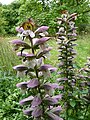 Acanthus spinosus