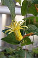 Passiflora citrina[англ.]