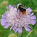 Impollinazione da parte di un bombo