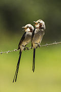 Streamer-tailed Tyrant - Sumidoro - Brazil S4E1439 (12901731063).jpg