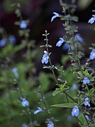 Salvia caymanensis