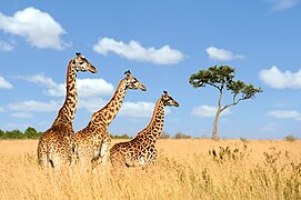 Three giraffes 01