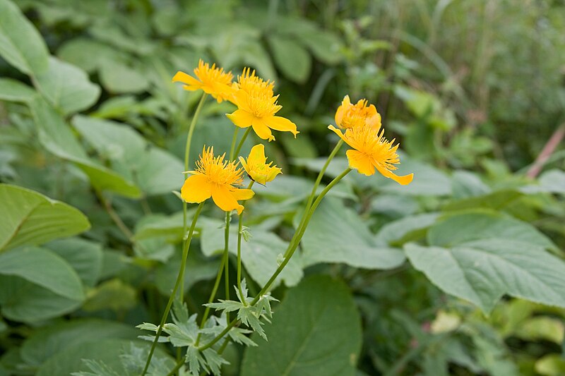 File:Trollius hondoensis 02.jpg