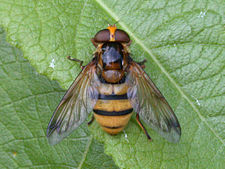 Volucella inanis