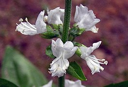 羅勒(九層塔) Ocimum basilicum -香港動植物公園 Hong Kong Botanical Garden- (9240228026).jpg