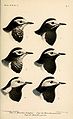 1. (upper right) Motacilla hodgsoni Blyth = Motacilla alba alboides Hodgson, 1836 2. (upper left) Motacilla hodgsoni Blyth = Motacilla alba alboides Hodgson, 1836 3. (right center) Motacilla personata Gould = Motacilla alba personata Gould, 1861 4. (left center) Motacilla personata Gould = Motacilla alba personata Gould, 1861 5. (lower right) Motacilla persica Blanf. = hybrid Motacilla alba personata Gould, 1861 × Motacilla alba alba Linnaeus, 1758/Motacilla alba dukhunensis Sykes, 1832 6. (lower left) Motacilla persica Blanf. = hybrid Motacilla alba personata Gould, 1861 × Motacilla alba alba Linnaeus, 1758/Motacilla alba dukhunensis Sykes, 1832 English: Black-eared Wagtail (upper row) - Masked Wagtail (middle row) - "Persian White Wagtail" = Masked Wagtail × (Indian) White Wagtail (bottom row)