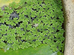 Figura 4.17. Azolla caroliniana. Hábito.