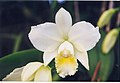 Cattleya Hawaiian Wedding Song 'Virgin'