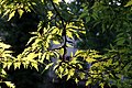 Fagus sylvatica laciniata