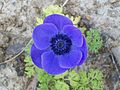 * Nomination Anemone coronaria --AmaryllisGardener 00:05, 21 August 2013 (UTC) * Promotion Nice image, nice flower. QI for me --Fbnpch 09:48, 21 August 2013 (UTC)