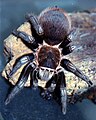 Eine Brachypelma cf. sabulosum mit einer Canon-Spiegelreflexkamera auf Film aufgenommen im Jahr 1992.