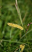 Carex vesicaria