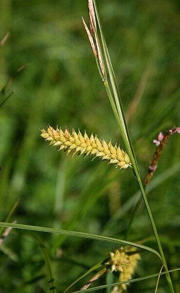 File:Carex vesicaria 2.jpg