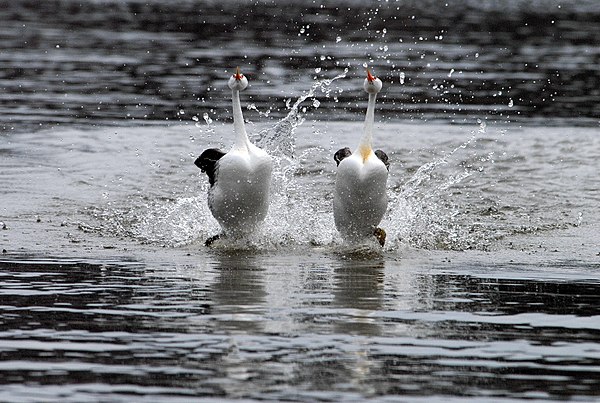 Une photographie d’oiseaux.