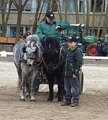 Attelage vu de face avec un poney noir et un gris.