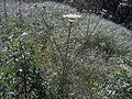 Wild Daucus carota Habitus Sierra Madrona