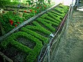 Diyatalawa railway station garden