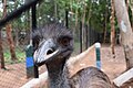 Emu in Tyavarekoppa Lion and Tiger Safari, Shimoga, India