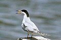 Forster’s tern