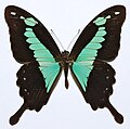 Papilio phorcas (Green Banded Swallowtail)