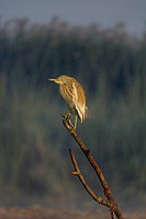 Squacco heron from Egypt