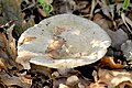 Ryzec bledý (Lactarius pallidus)