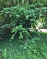 Summer foliage of mature specimen, Royal Botanic Garden Edinburgh.