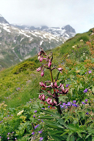 turbana lilio (Lilium martagon)