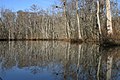 The Perquimans River in Belvidere